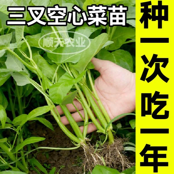 寿光三叉空心菜苗秧高产柳叶竹叶空心菜蔬菜四季盆栽大叶空心菜