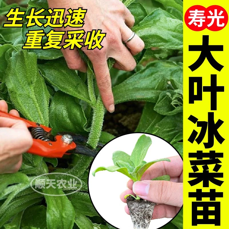 寿光大叶水晶冰菜大苗秧苗四季春秋高产盆栽新鲜脆嫩冰菜种子籽