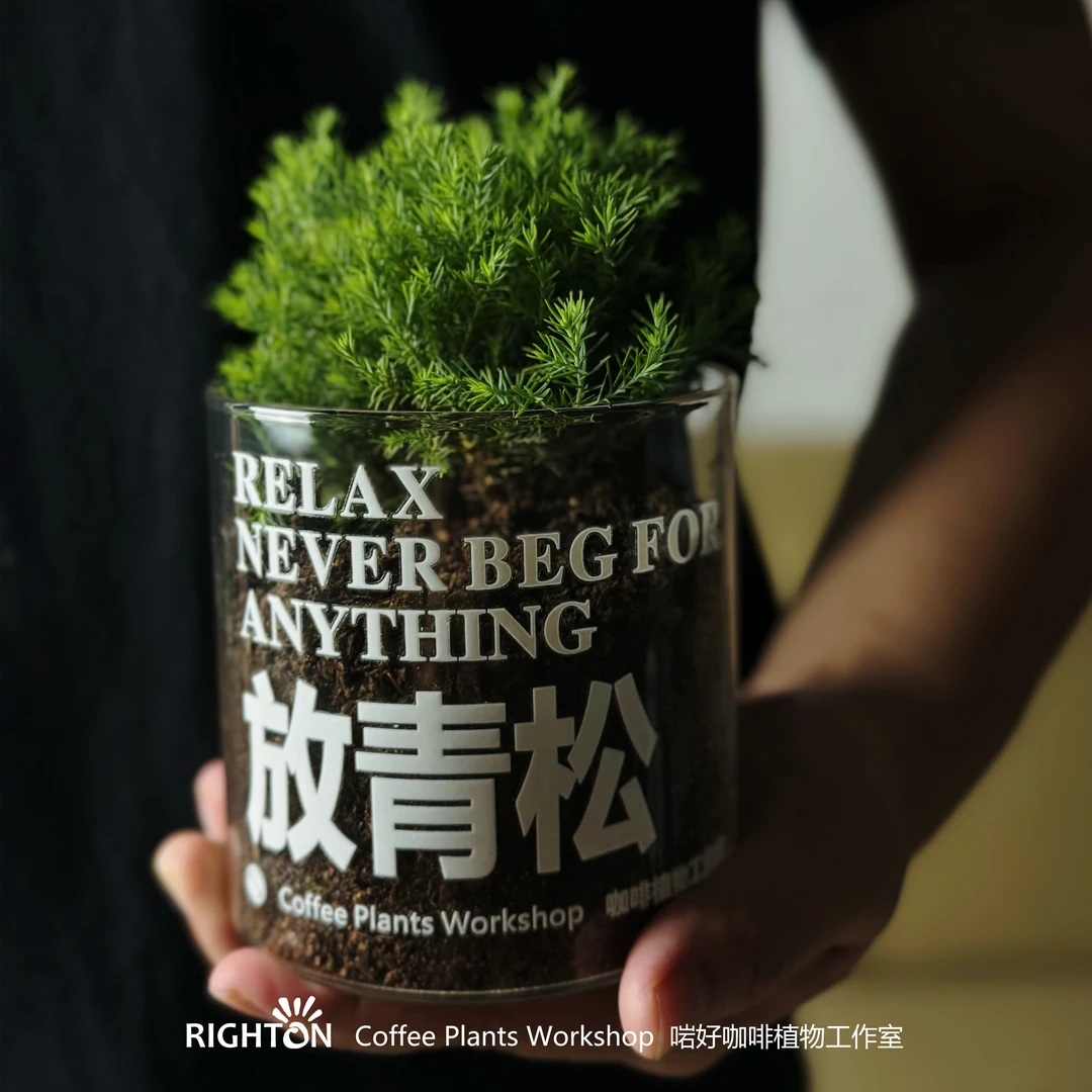 放青松-情绪植物办公室桌面盆栽-创意送人礼物-精选定制-甄选雾松