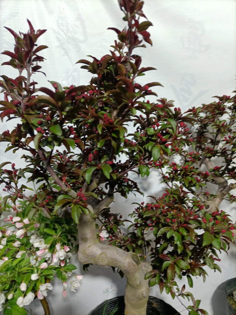 海棠盆栽皇家雨点