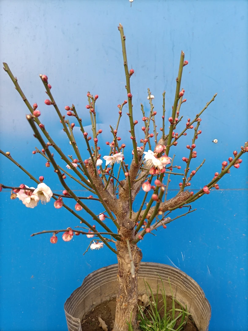 宫粉梅花原生多年桩