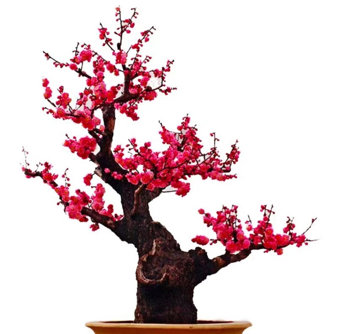 梅花开年宵花,红梅,绿梅20年老桩玉蝶桩粗15公分高40公分