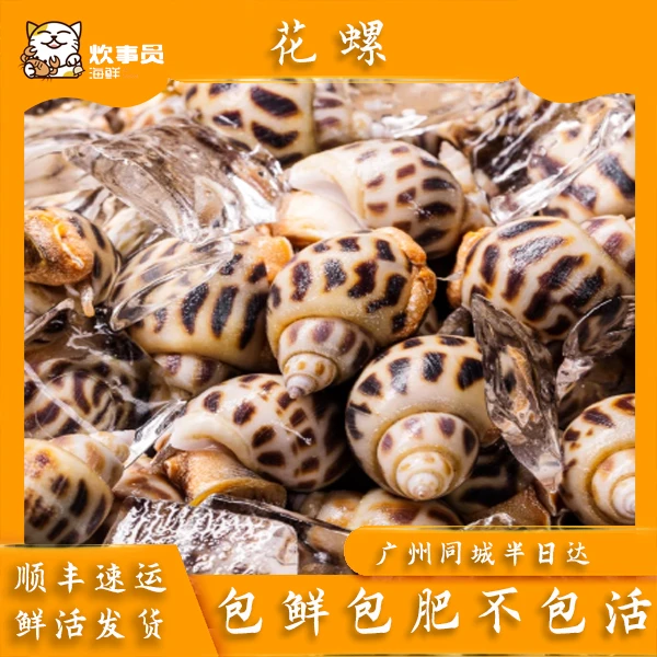 三斤海南鲜活活发花螺-新风港发货-油盐吐沙食用 包鲜不包活