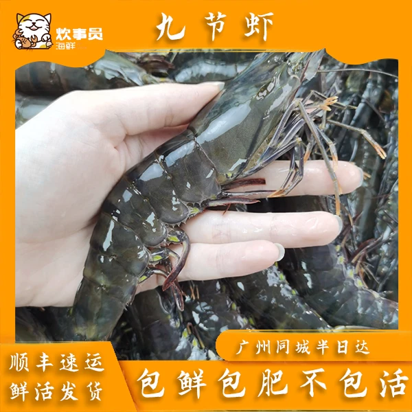 三斤鲜活九节虾黑虎虾鲜活盖冰发野生有大有小包鲜不包活