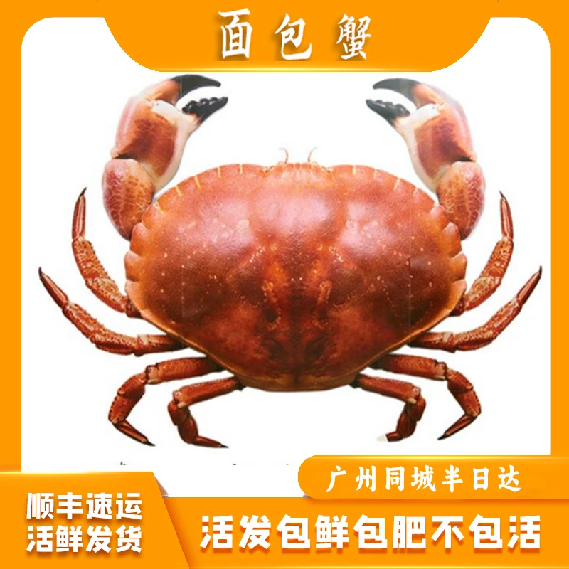 三只活发多肉深海面包蟹 包鲜不包活 新风港鲜活发货0.9-1.1斤/只