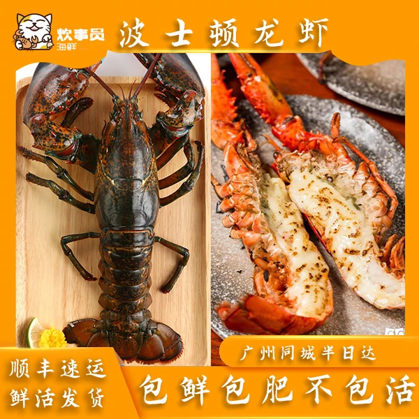 4.5-5斤活发波士顿龙虾鲜甜多肉 加拿大波龙新风港发货打氧活发