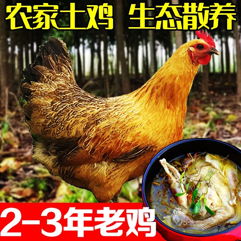 农家散养老母鸡老土鸡老正宗3年土鸡农家散养鸡现杀新鲜鸡肉煲汤