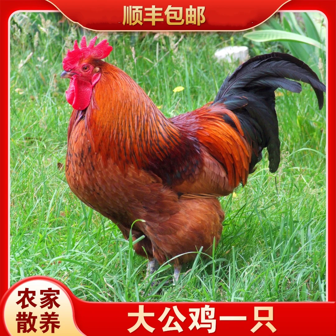 【二年老公鸡】正宗散养现杀公鸡土鸡老公鸡走地鸡新鲜鸡肉整只鲜