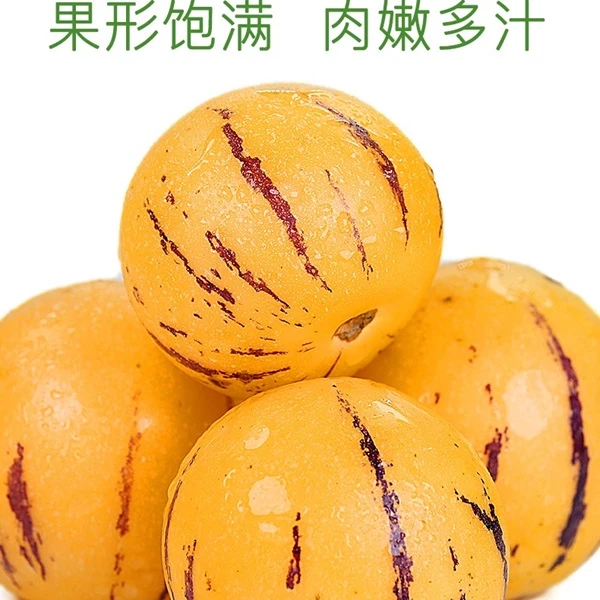 【顺丰包邮上楼】人参果    1箱-8粒