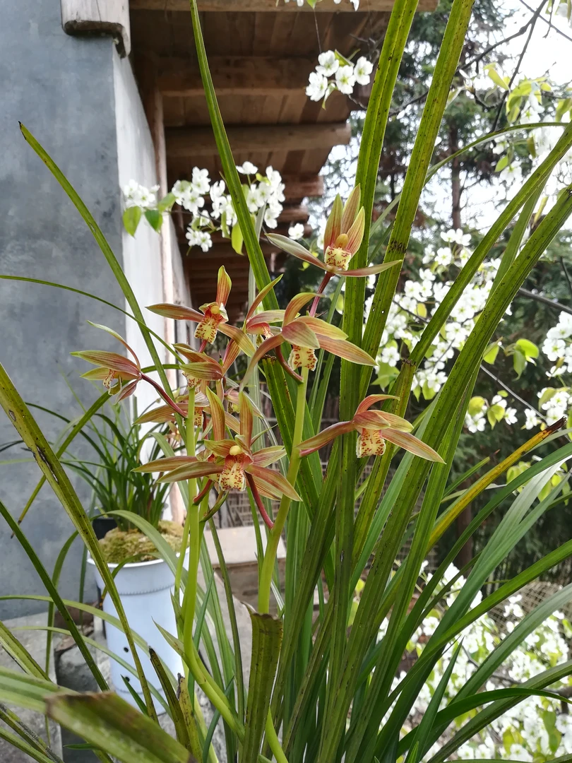 兰花免费送（本苑在山区，价格是邮寄费加包装费，谢谢理解）