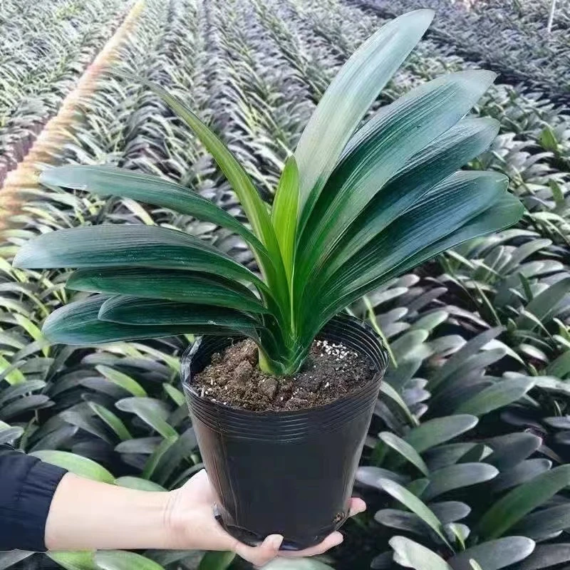 下单送肥料君子兰不带花发货当年可以开花发货苗情10片叶子左右