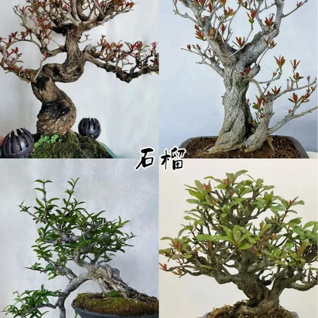 精品盆栽地栽庭院种植石榴大树