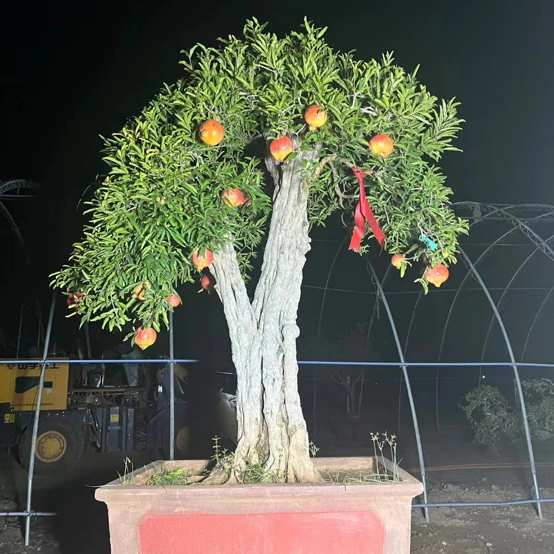 石榴树盆景老桩精品种植发货根部发芽