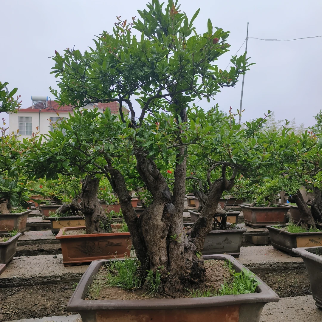 精品庭院种植别墅精品老桩