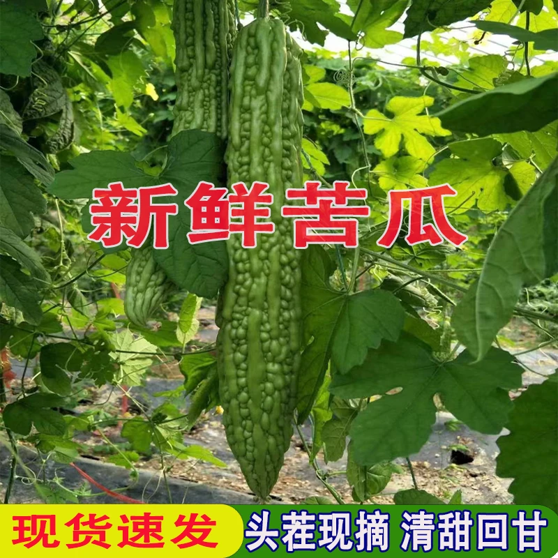 寿光新鲜短绿苦瓜现摘现发旮瘩绿榨汁苦瓜包邮精品