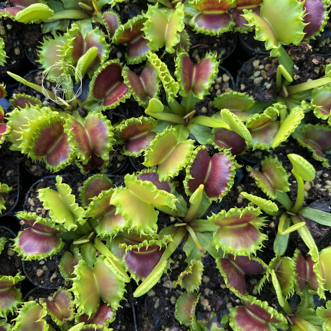 饺子捕蝇草变异趣味隐觅植地食虫植物包邮