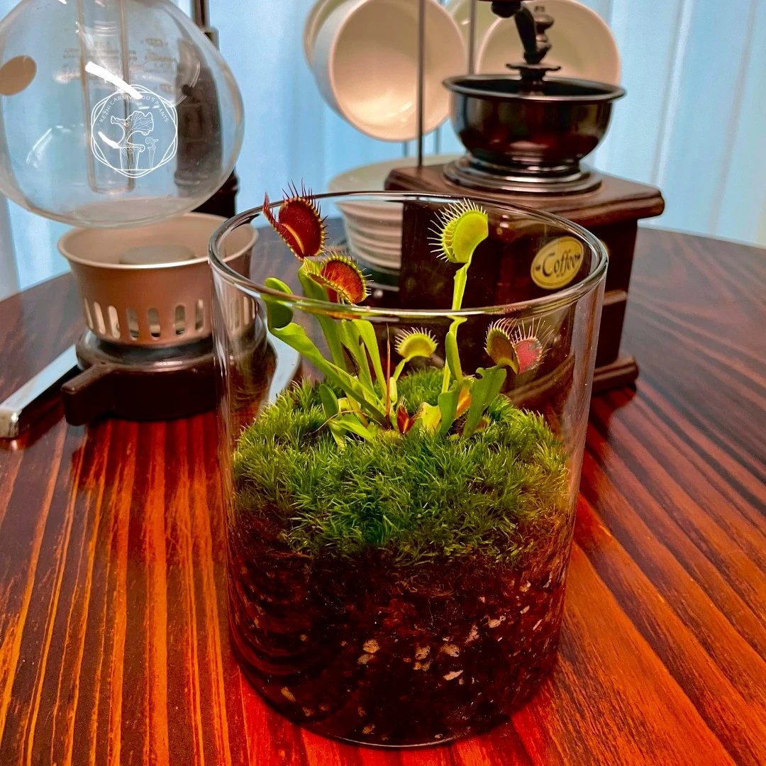 【绿捕蝇草】食虫植物微景观趣味创意苔藓造景桌面防辐射宝贝