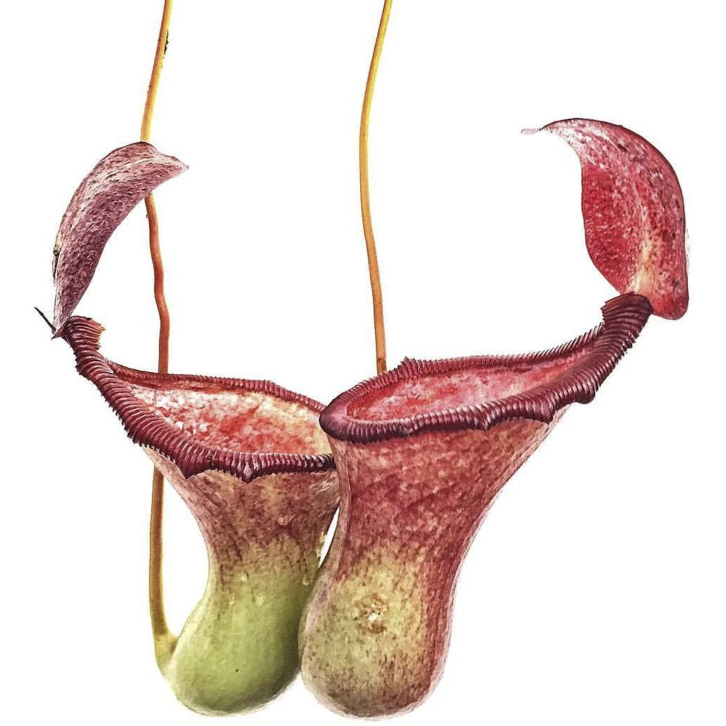 黑精灵红瓶红灯猪笼草耐冻好养盆栽趣味食虫植物迷你精致绿植包邮