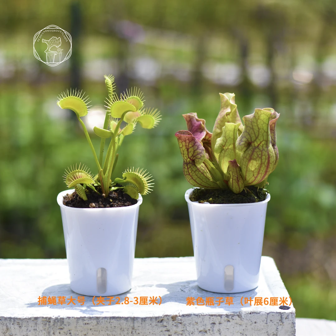 食虫植物2件套捕蝇草瓶子草趣味植物精致喜阳好养盆栽