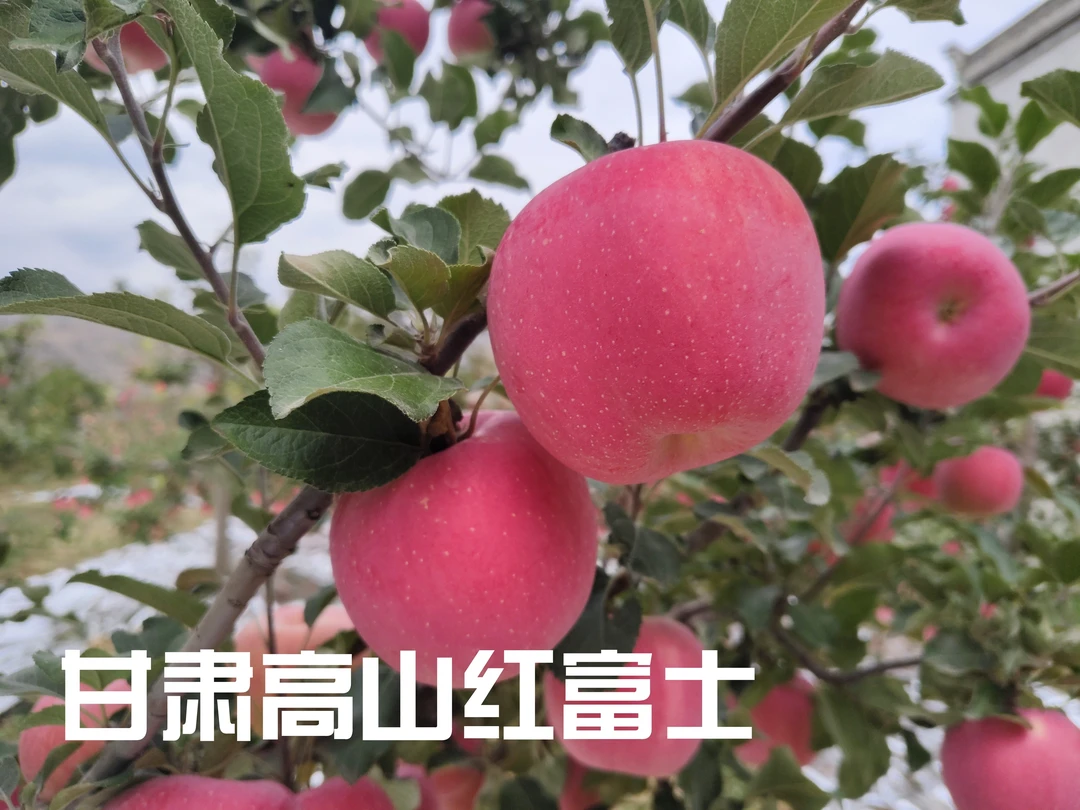 【甘肃天水高山红富士苹果】现摘现发 产地直发脆甜多汁