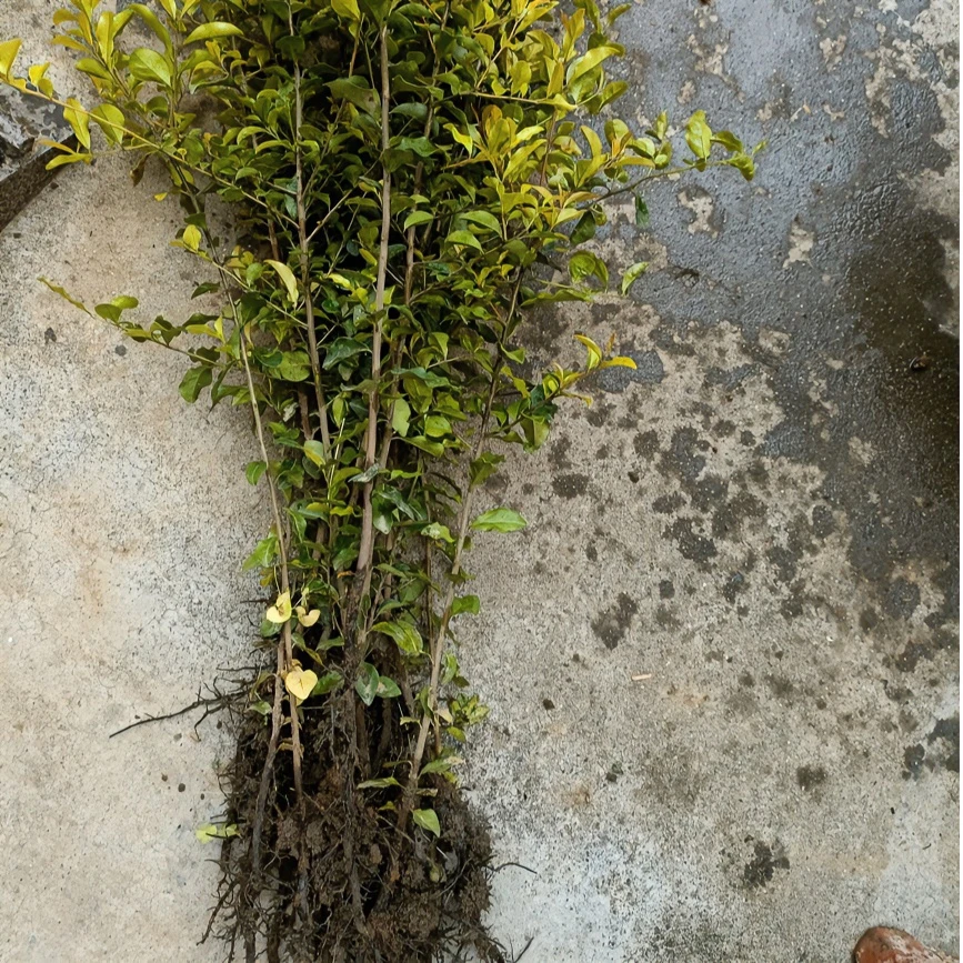 金弹子各种各样盆景