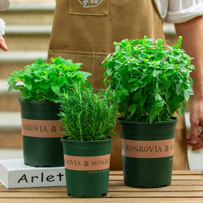薄荷盆栽可食用迷迭香室内阳台室外庭院植物九层塔绿植罗勒叶绿植