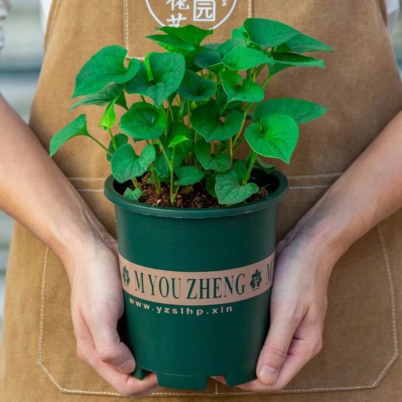 鱼腥草盆栽新鲜折耳根种苗室内阳台室外庭院中草药植物可食用绿植