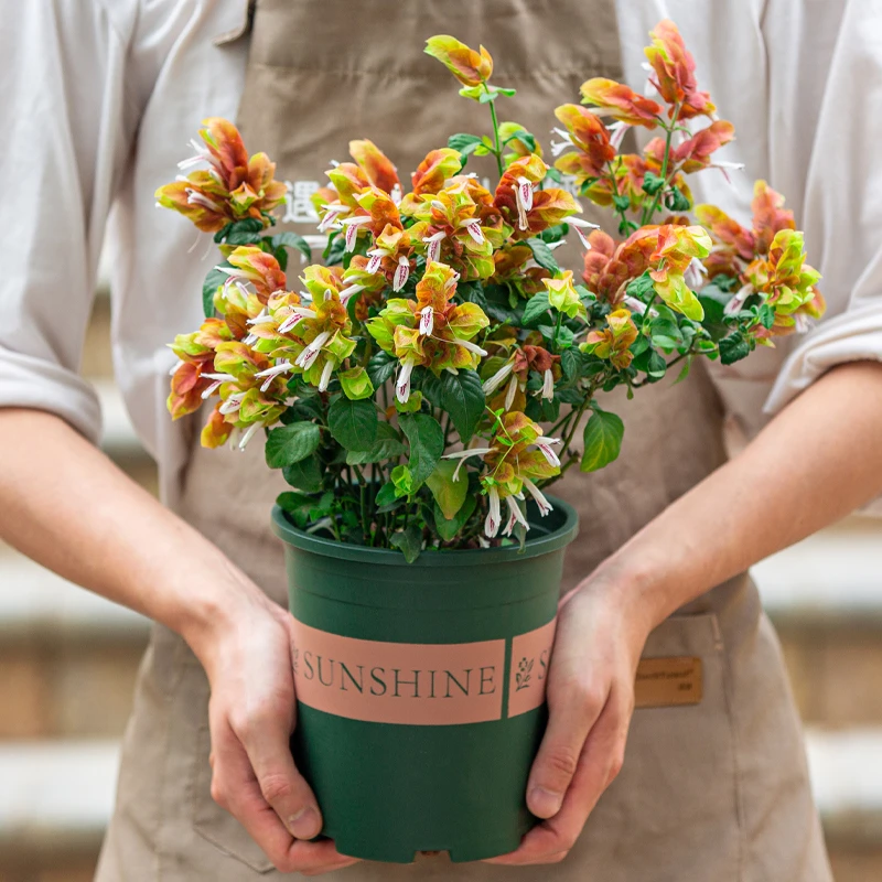 红虾衣花草盆栽室内阳台室外庭院好养四季开花植物绿植花卉带花苞