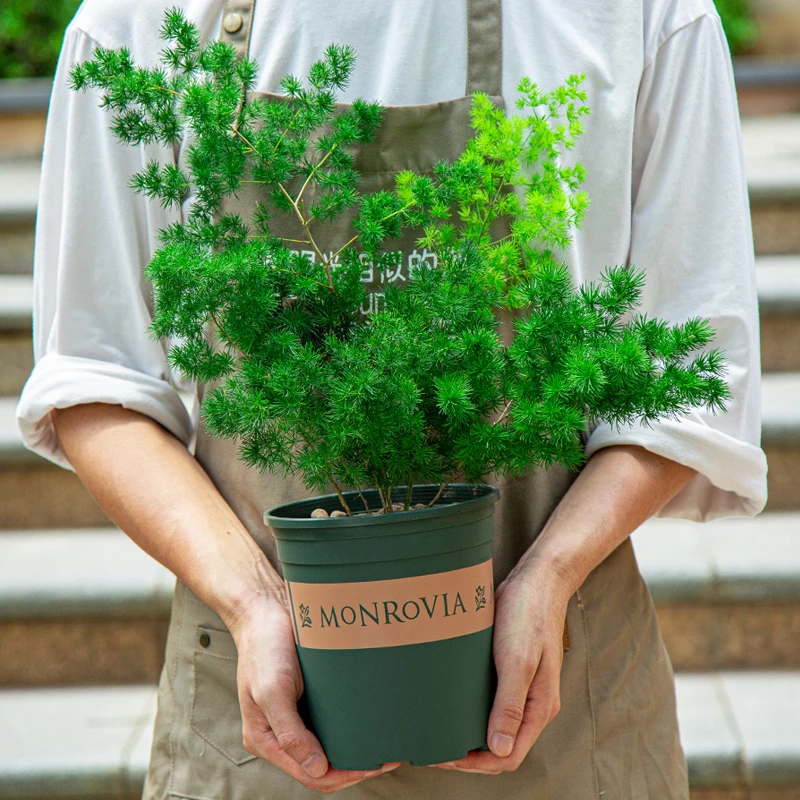 蓬莱松盆栽室内阳台室外庭院好养植物茶几办公室桌面老桩盆景绿植