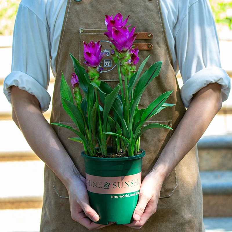 姜荷花盆栽室内阳台室外庭院好养易活四季开花植物花卉热带郁金香