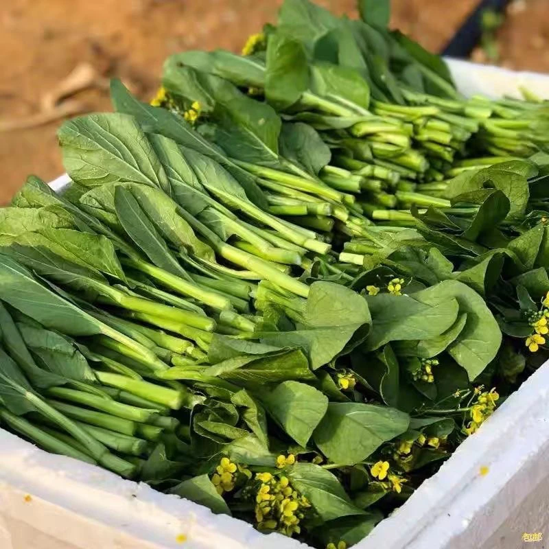 贵州高山农家四季小菜心四季菜苔新鲜蔬菜