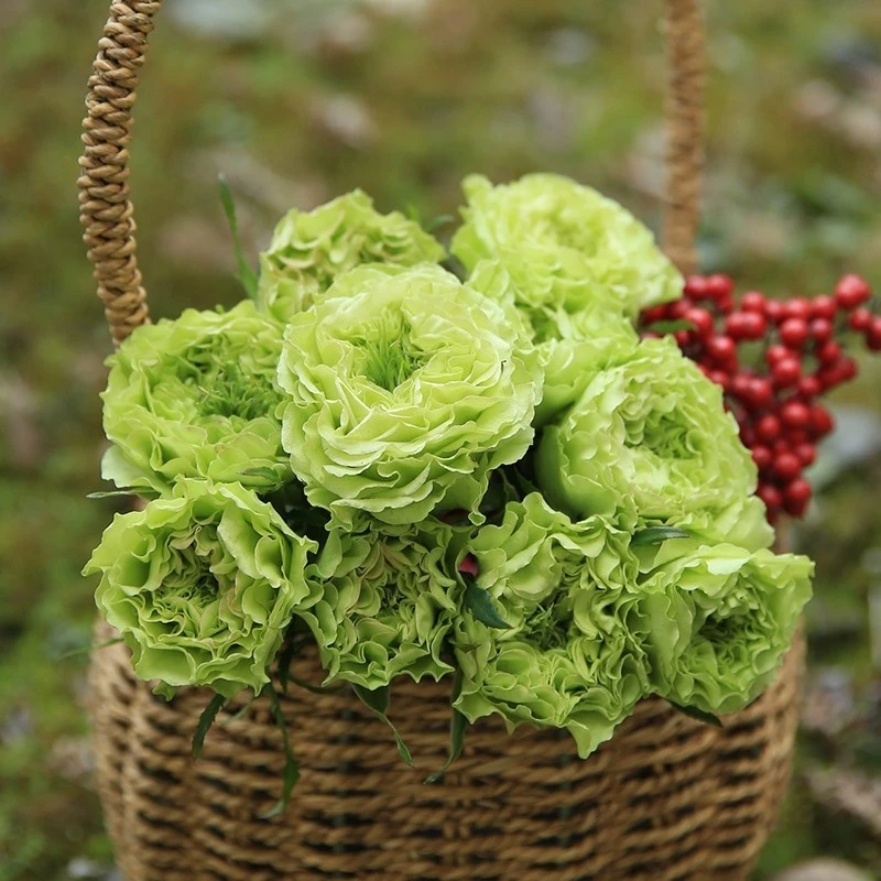 新品月季花苗阳台庭院绿舞裙绿色波浪边四季开花盆栽花卉植物玫瑰