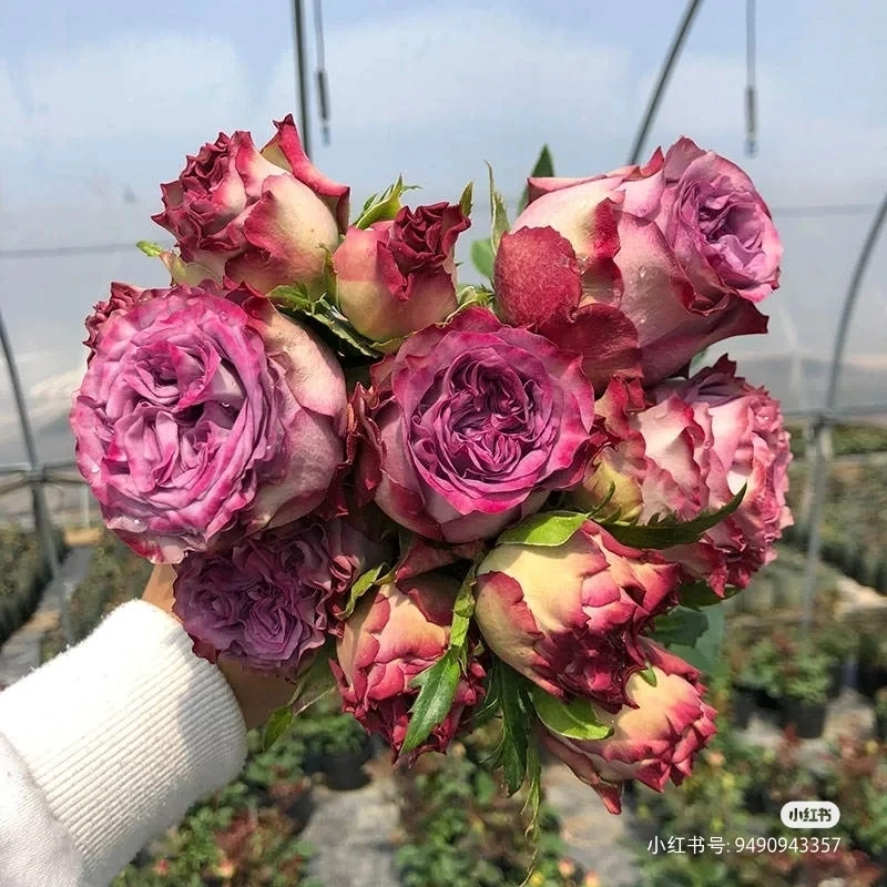 多姿桃月季切花玫瑰渐变色胭脂扣