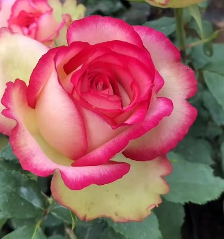 梦露月季玫瑰花苗阳台庭院多季节开花植物大花型灌木切花抗病耐开