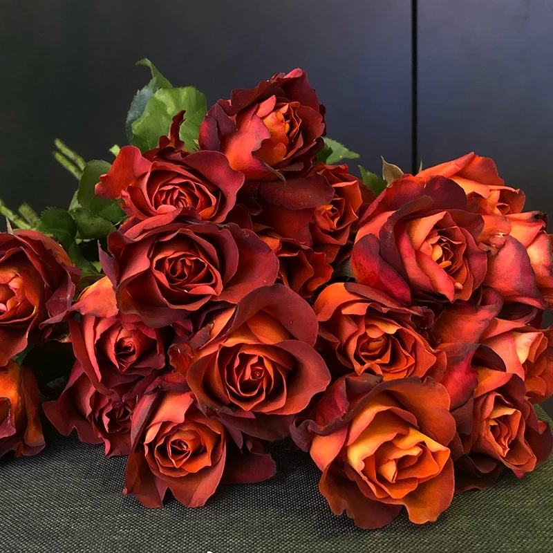 咖啡时间月季  大花浓香切花月季抗病耐热多季节重复开花  小苗