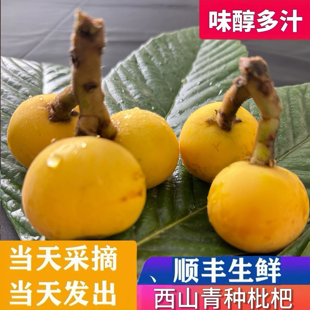 栖果茗语【炮头果王】苏州西山特产青种枇杷成熟皮薄现摘3斤礼盒