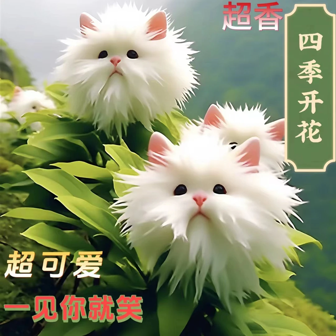 【花开超美】猫兰新奇球根盆栽室外耐冻好养花开四季星花怒放基地