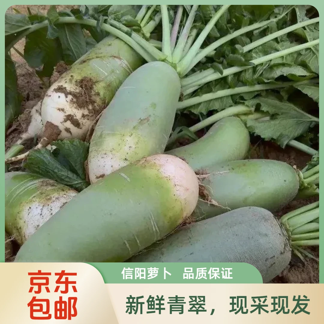 萝卜【县长推荐】信阳潢川八里萝卜愣头青现拔不打药脆甜可口发京东