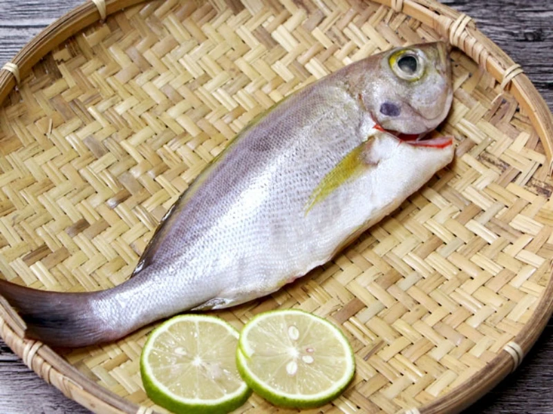 祥芝本港野生海捕黄鸡鱼