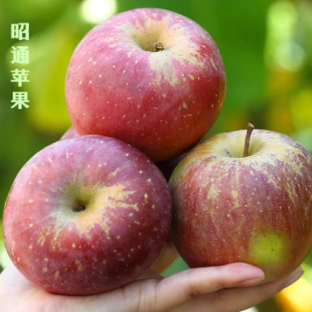 云南昭通正宗糖心苹果新鲜脆甜多汁现摘现发