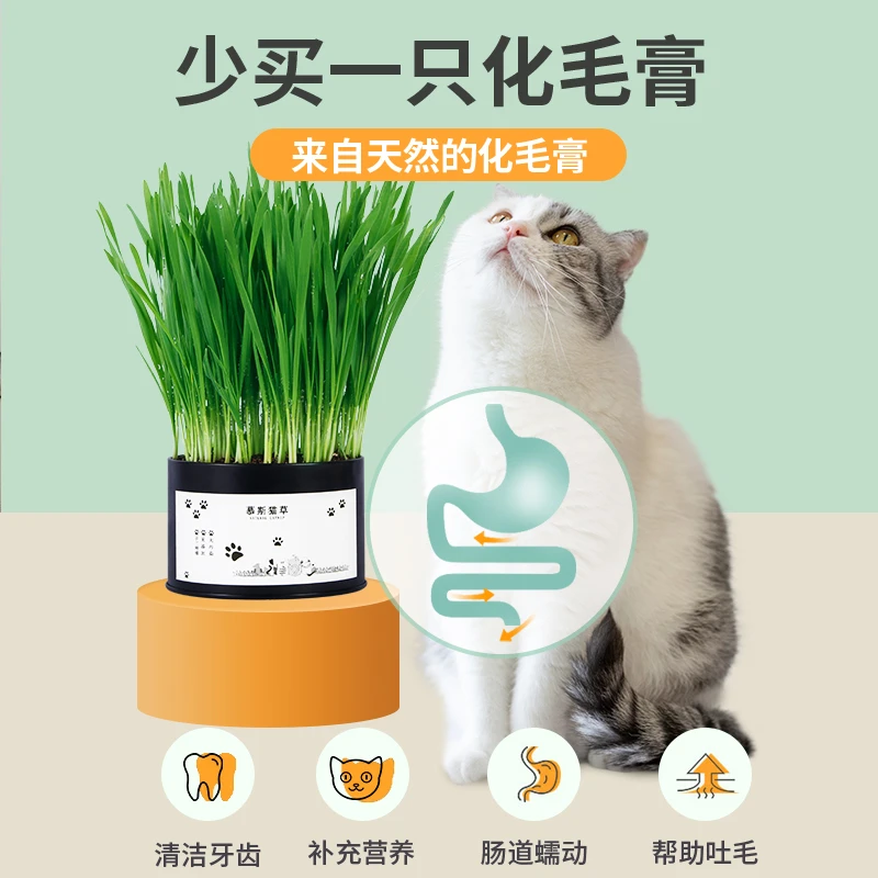 猫草小麦种子籽水培盒盆栽即食去化毛球片懒人猫薄荷零食猫咪牙齿