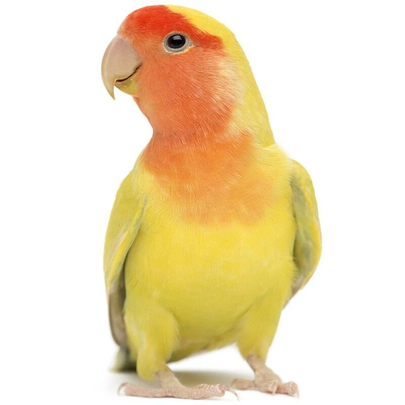 牡丹鹦鹉活体宠物鸟直播挑选一物一拍