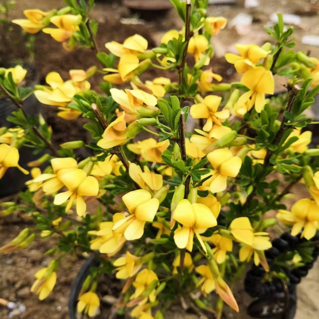 黄金雀盆景盆栽  一物一拍 南雀 北雀 银雀