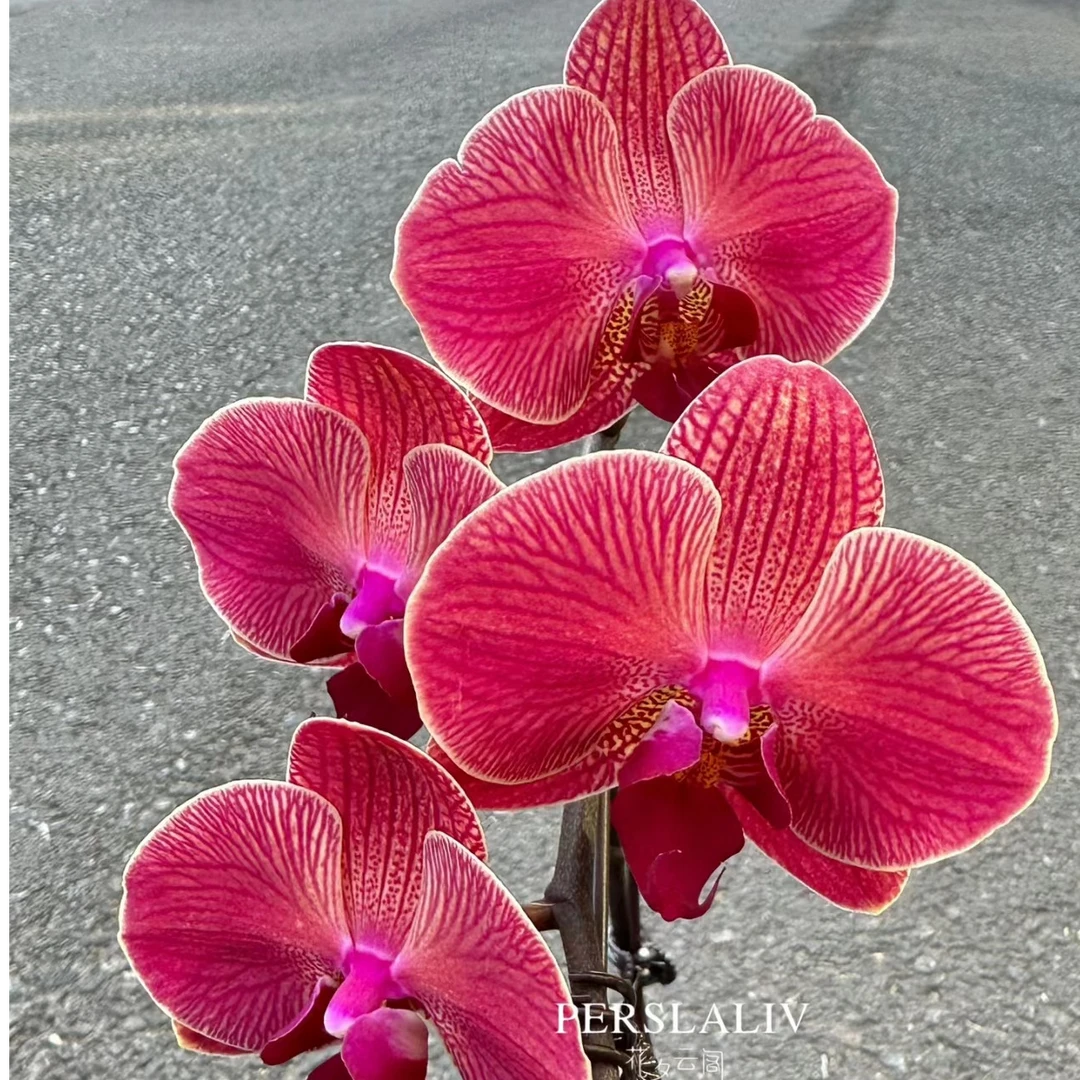 （距宝柑橘—无售后）蝴蝶兰3.5寸成熟苗 无花剑 不带花 满30包邮