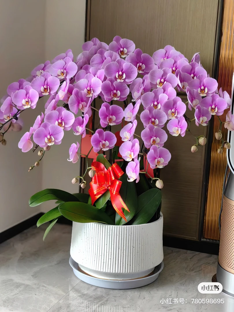 《按照号拍指定商品》蝴蝶兰此链接是改价 拍的品种备注 购买前看图