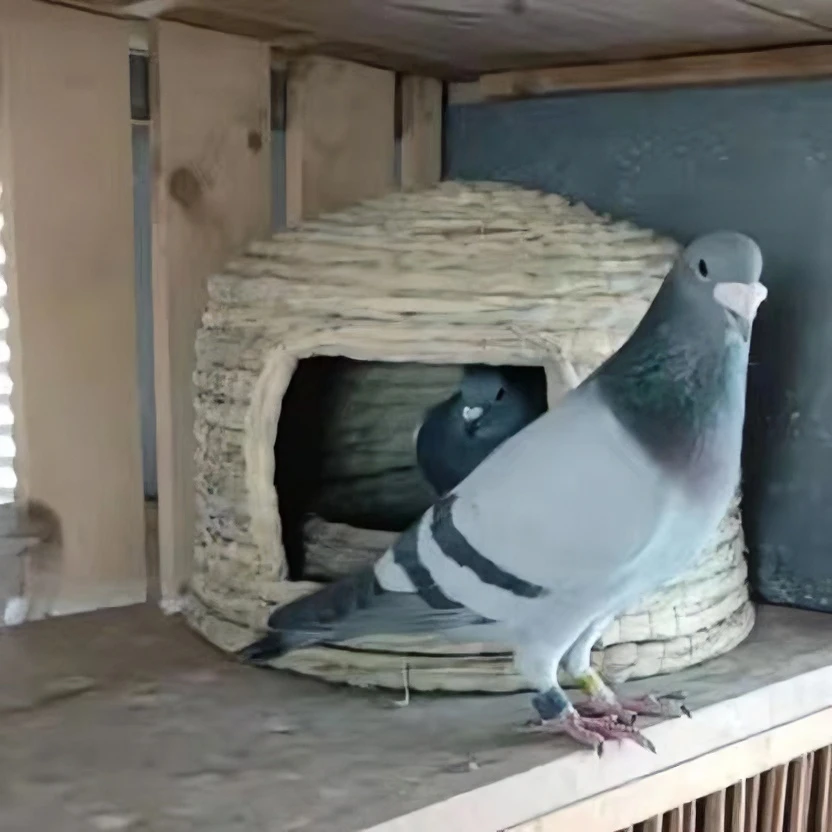 【精品 城堡 鸽子窝】小号，中号，大号加深加大保温舒适抗寒保暖鸽子