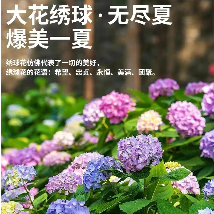 【云南绣球大苗 】买3送1壮苗 盆栽地栽阳台庭院四季种植 四季开花