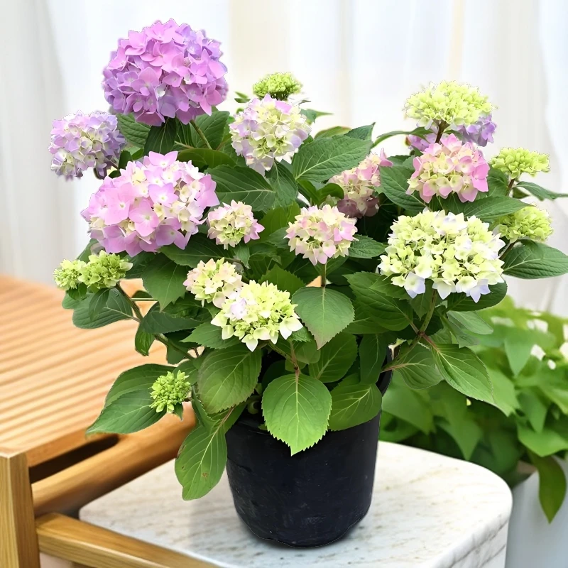 【无尽夏】开花五颜六色大苗盆栽 地栽 阳台庭院新三年壮苗四季种植