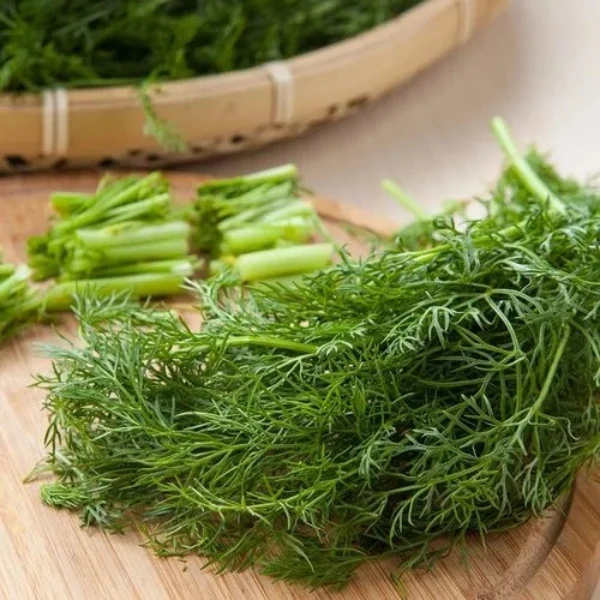 割茬小茴香菜种子小怀香种籽香丝菜大全四季阳台盆栽易种蔬菜种子