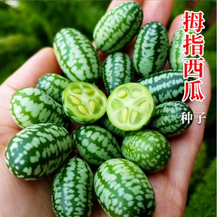 拇指西瓜种子手指西瓜花种籽子菜籽种水果种籽子新型水果种子春季